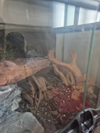 Terrario para reptil