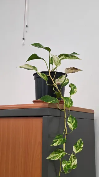 Planta de interior Potos