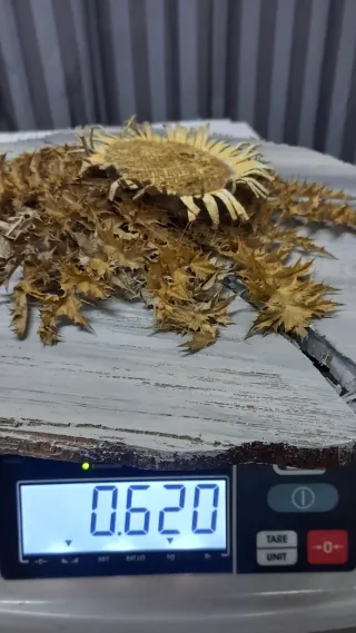 Eguzkilore artesanal sobre tronco fino de madera