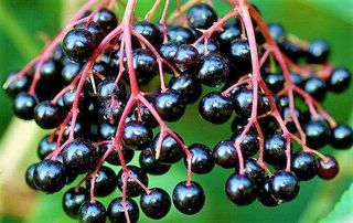 Sabugueiro - Sambucus Nigra