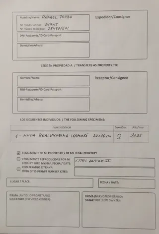 Tarántula Brachypelma Hamori disecada (muda)