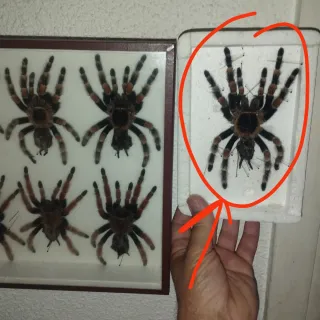 Tarántula Brachypelma Hamori disecada (muda)