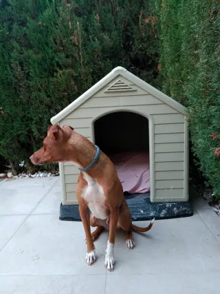 Caseta perro