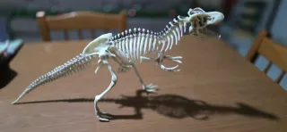 Modello scheletro Tyrannosaurus Rex