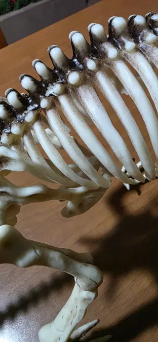 Modello scheletro Tyrannosaurus Rex