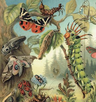 Tre antiche litografie di farfalle e falene del 1903