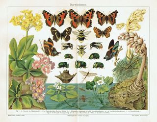 Tre antiche litografie di farfalle e falene del 1903