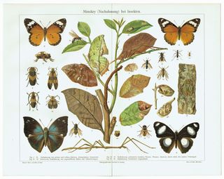 Tre antiche litografie di farfalle e falene del 1903