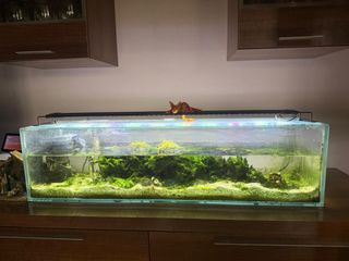 Acuario con decoración y plantas