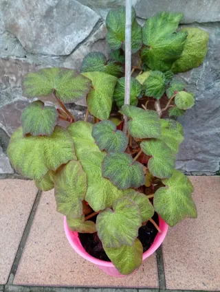 Begoña Boomer Planta