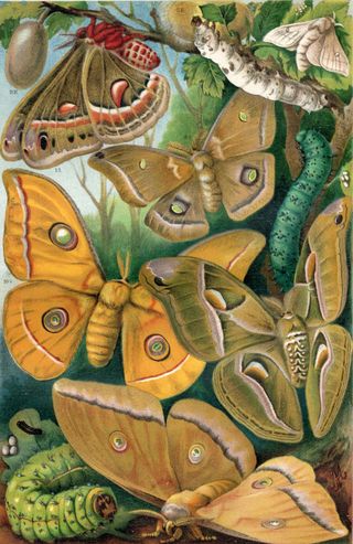 1903 Antigua litografía mariposas polillas orugas