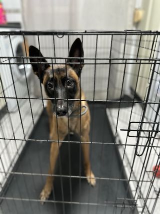 Jaula grande para perro