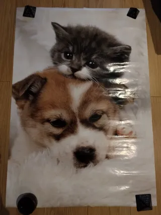 Póster animales: gatito y cachorro