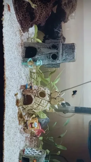 Acuario 60 litros Fondo de Bikini funcionando.