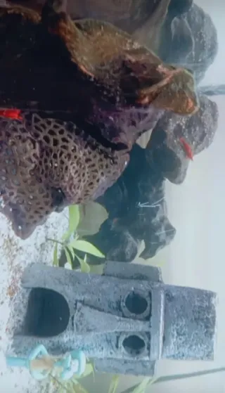 Acuario 60 litros Fondo de Bikini funcionando.