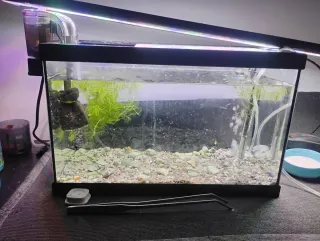 Pecera acuario