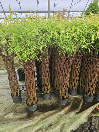 Salix Americana Trenzado