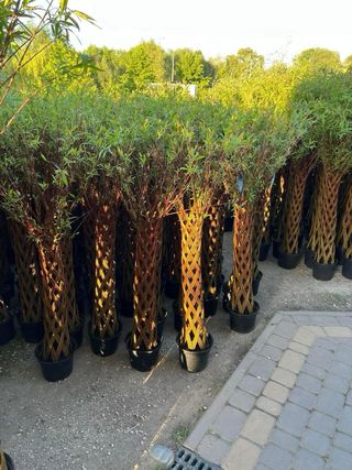 Salix Americana Trenzado