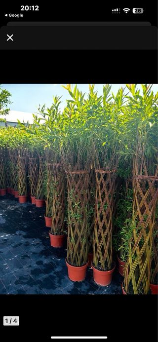Salix Americana Trenzado
