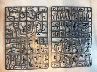 10 x arco flagelantes