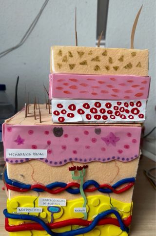 Maqueta de la piel