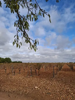 Se vende finca rustica