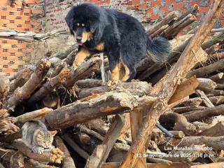Vigas y palos para leña