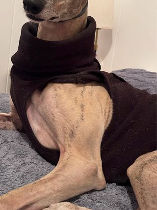 Polar de invierno para perro