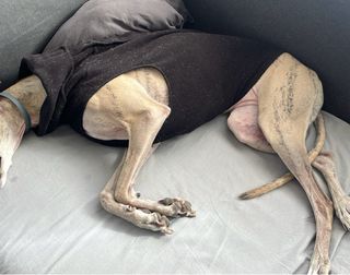 Polar de invierno para perro