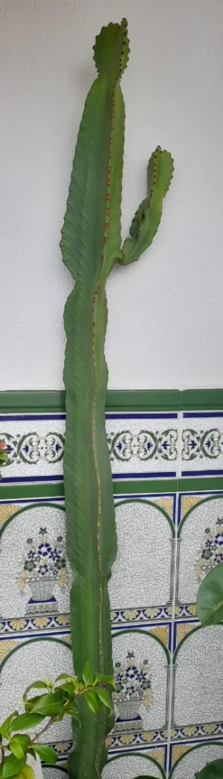 Cactus alto para exterior
