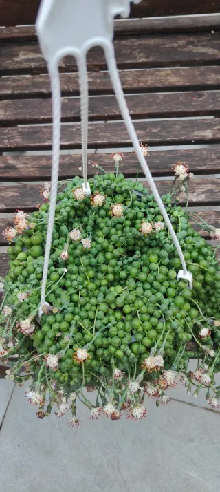 Senecio Rowleyanus en flor