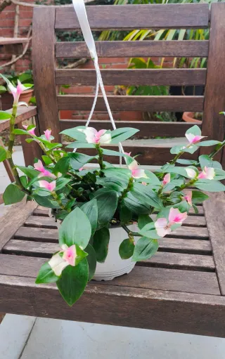 Tradescantia blushing bride(Wandering Jew)