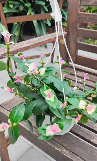 Tradescantia blushing bride(Wandering Jew)