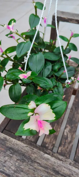 Tradescantia blushing bride(Wandering Jew)