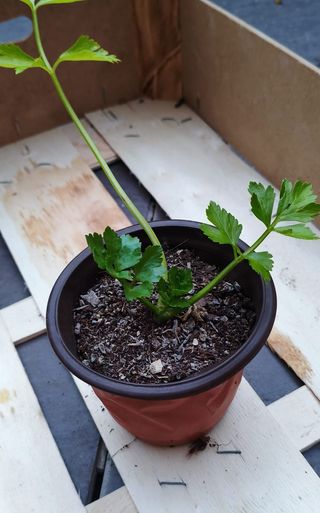 Apio agroecológico en maceta