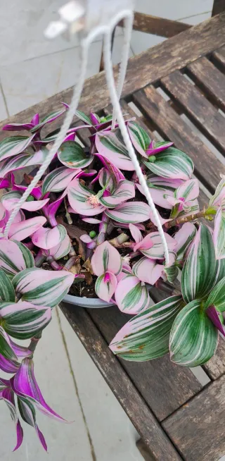 Tradescantia Nanouk (Amor de Hombre)