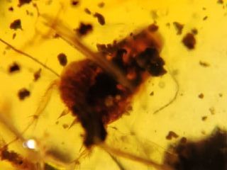 Fósil ámbar birmano Cretácico 99 Ma