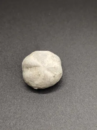 Fósiles, Antigüedades, Gasterópodos, Dientes tibur