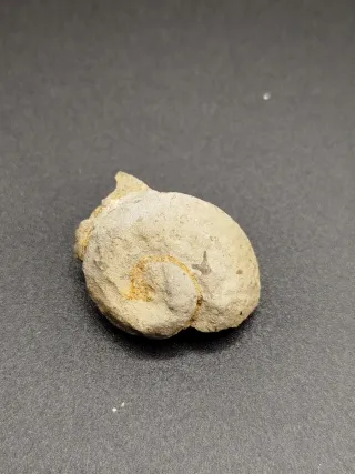 Fósiles, Antigüedades, Gasterópodos, Dientes tibur