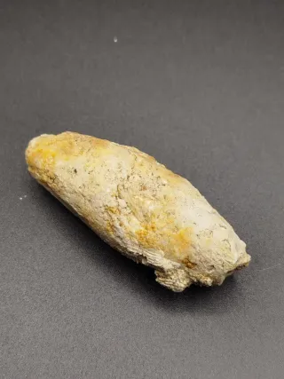 Fósiles, Antigüedades, Gasterópodos, Dientes tibur