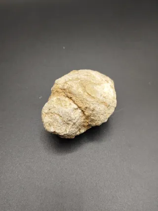 Fósiles, Antigüedades, Gasterópodos, Dientes tibur