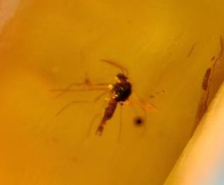 Mosquito Fósil Ámbar Birmano Cretácico