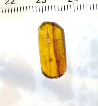 Mosquito Fósil Ámbar Birmano Cretácico