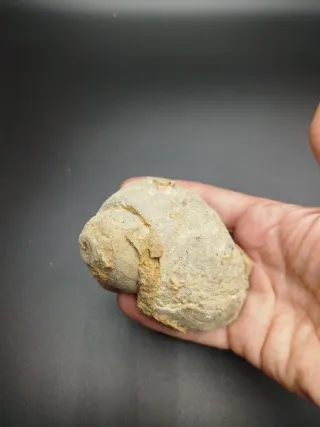 Lote de 2 fósiles, Antigüedades, Gasterópodos