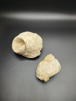 Lote de 2 fósiles, Antigüedades, Gasterópodos