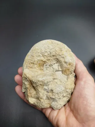 Lote de 2 fósiles, Antigüedades, Gasterópodos