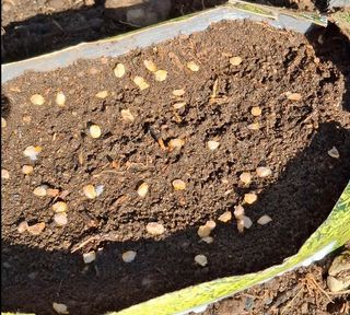 20 Semillas - Tomate de Árbol