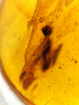 Ámbar Fósil Birmano - Cretácico