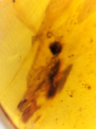 Ámbar Fósil Birmano - Cretácico