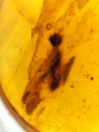 Ámbar Fósil Birmano - Cretácico